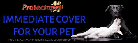 dog insurance with immediate cover